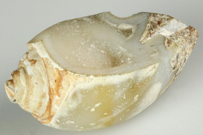 1.1" Chalcedony Replaced Gastropod With Sparkly Quartz - India